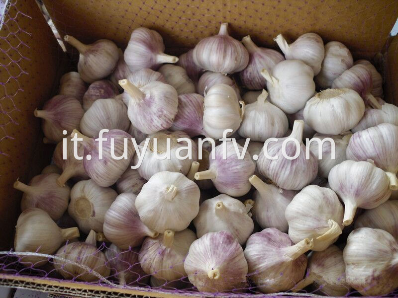 To Brazil Garlic